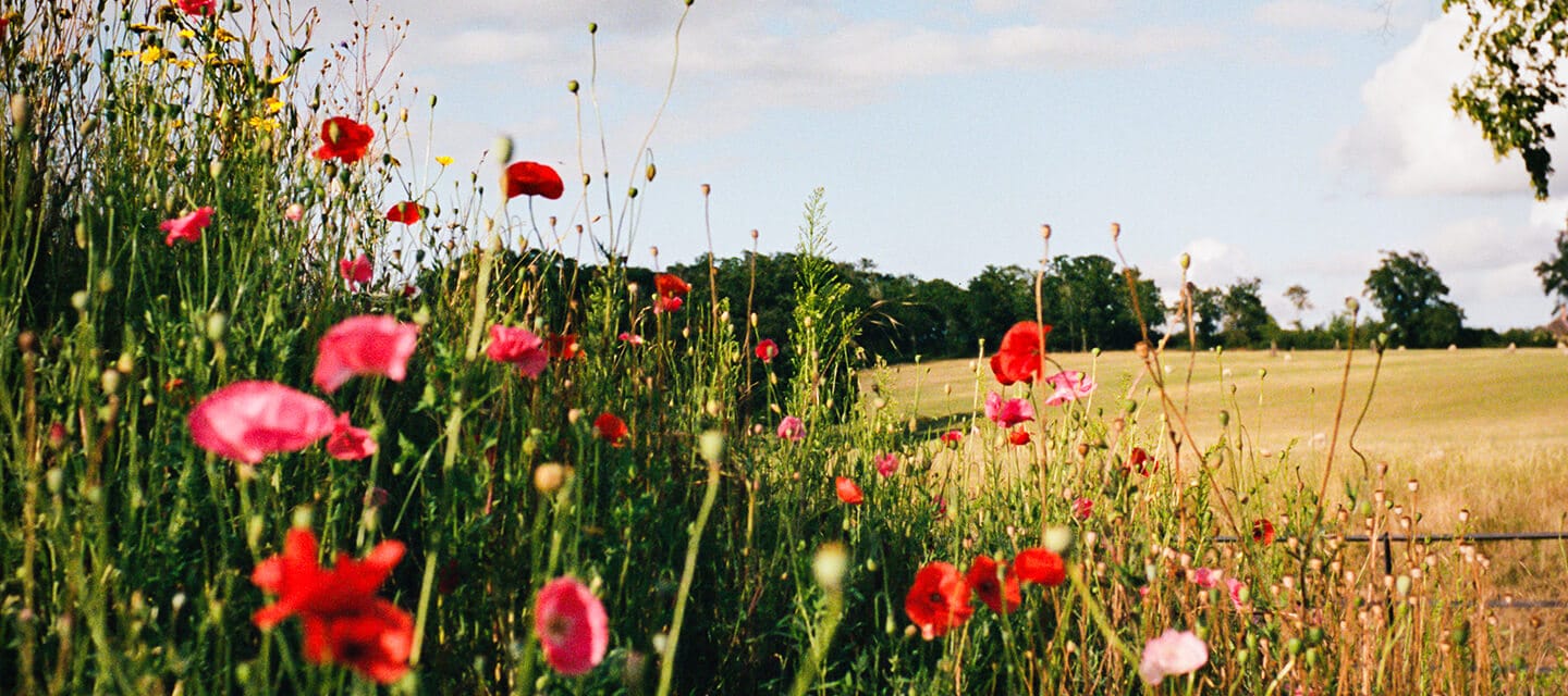 A field with poppies A field with poppies