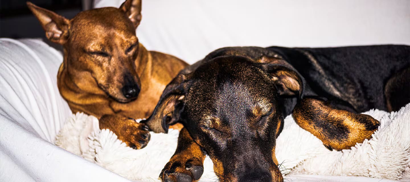 Two dogs sleeping